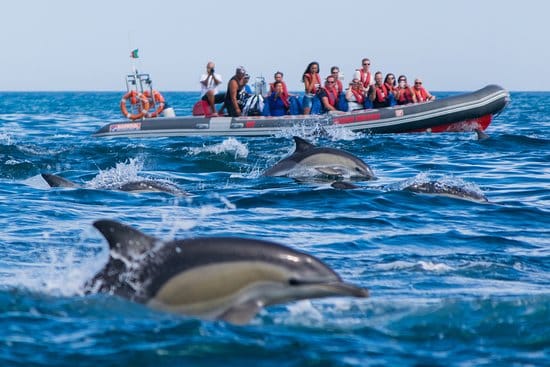 Algarve dolphin tour